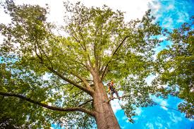 Best Storm Damage Tree Cleanup  in St Hedwig, TX