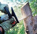 Best Hazardous Tree Removal  in St Hedwig, TX