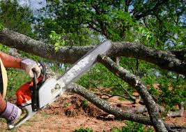 Trusted St Hedwig, TX Tree Services Experts