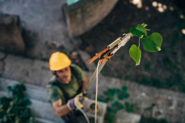  St Hedwig, TX Tree Services Pros