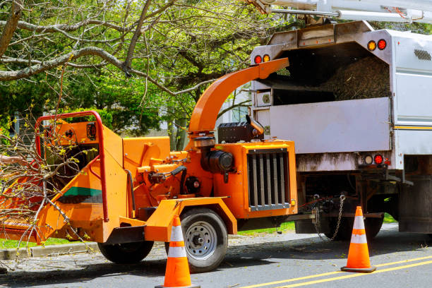 Best Tree and Shrub Care  in St Hedwig, TX