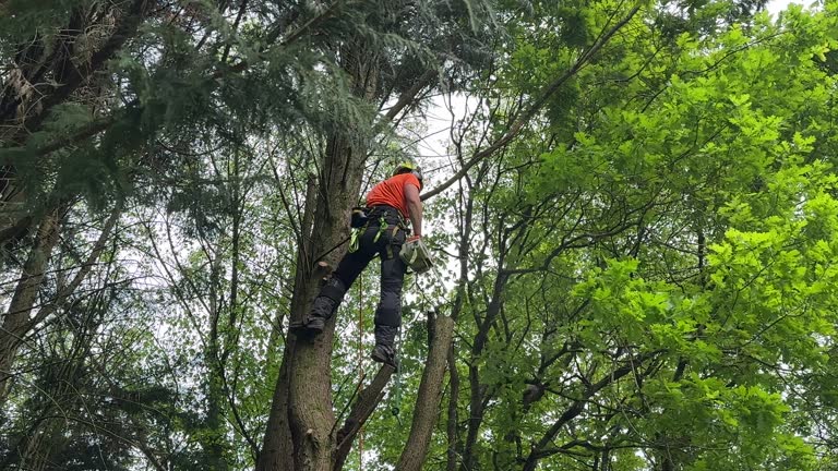 Best Palm Tree Trimming  in St Hedwig, TX
