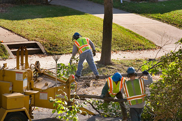 Best Root Management and Removal  in St Hedwig, TX
