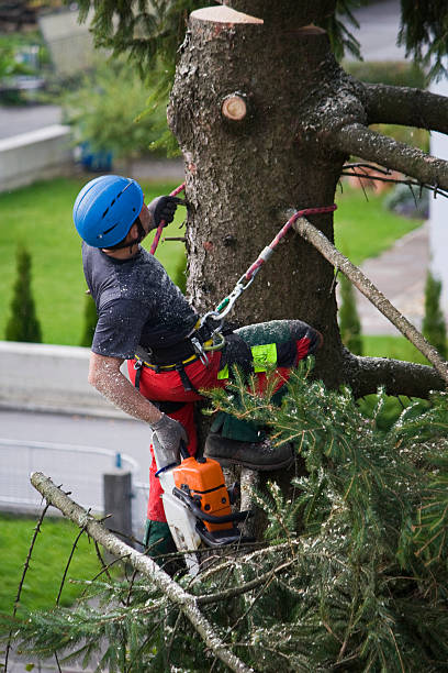 Best Lawn Maintenance Plans  in St Hedwig, TX
