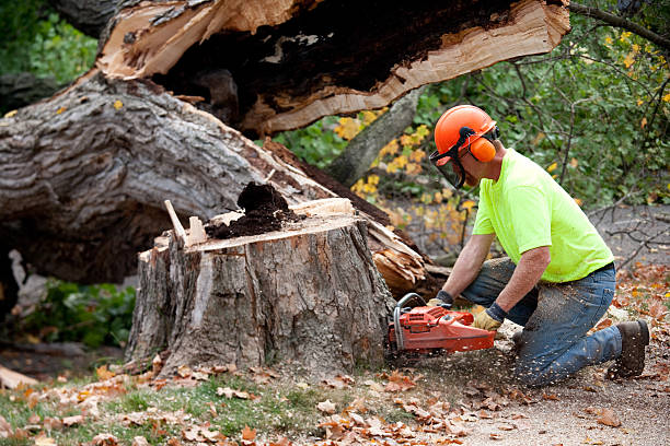 Reliable St Hedwig, TX Tree Services Solutions