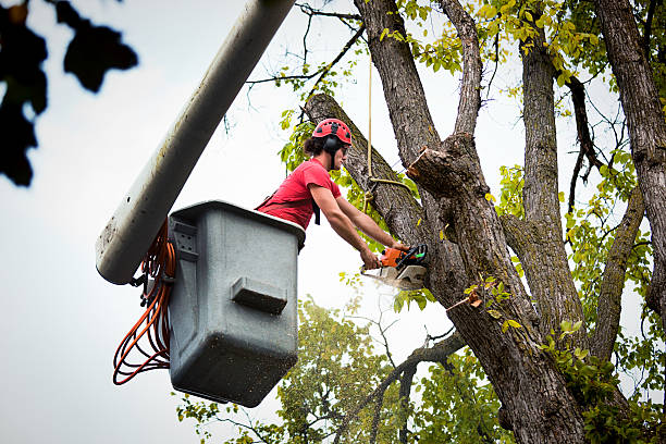 Best Root Management and Removal  in St Hedwig, TX